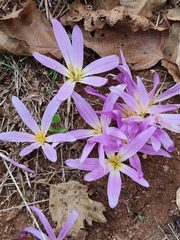Colchicum montanum