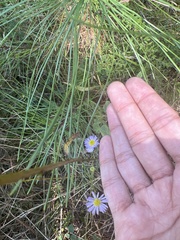 Symphyotrichum subulatum elongatum