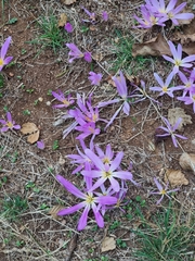 Colchicum montanum
