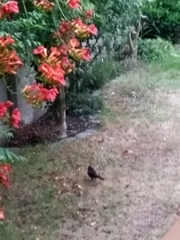 Turdus merula