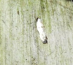 Trachypepla hieropis