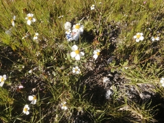Bidens odorata