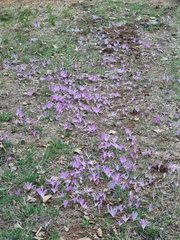 Colchicum montanum