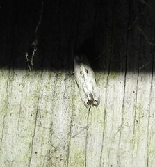 Trachypepla hieropis