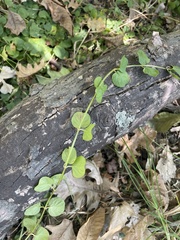 Lysimachia nummularia