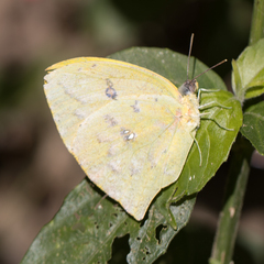 Phoebis neocypris