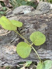 Lysimachia nummularia