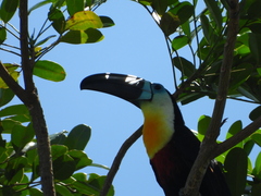 Ramphastos vitellinus vitellinus