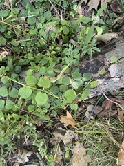 Lysimachia nummularia