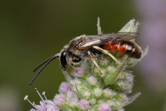 Sphecodogastra