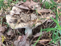 Russula virescens