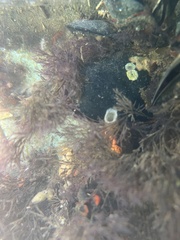 Eudistylia polymorpha