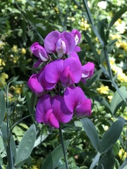 Lathyrus latifolius