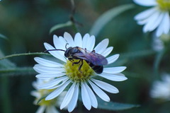 Lasioglossum fuscipenne