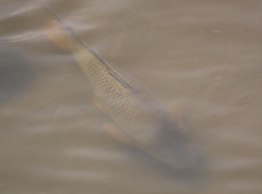 Cyprinus carpio