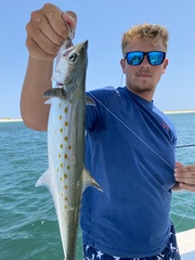 Scomberomorus maculatus