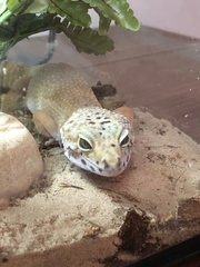 Eublepharis macularius