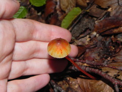 Mycena crocata