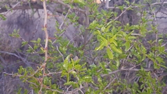 Ziziphus mucronata
