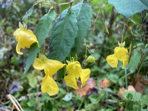 pale touch-me-not (Impatiens pallida)