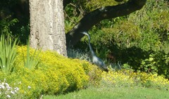 Ardea melanocephala