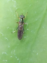 Merosargus