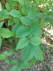 Ulmus