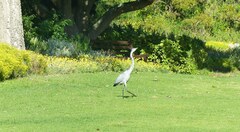 Ardea melanocephala