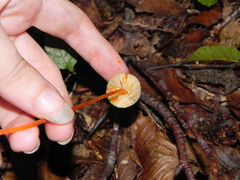 Mycena crocata