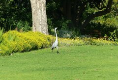 Ardea melanocephala