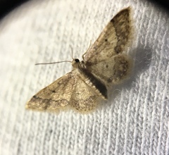 Idaea celtima