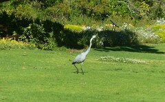 Ardea melanocephala