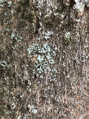 Myelochroa aurulenta