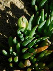 Lampranthus explanatus