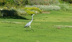 Ardea melanocephala