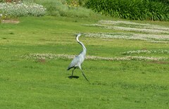Ardea melanocephala