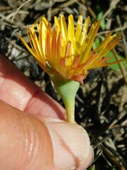 Lampranthus explanatus