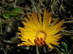 Lampranthus explanatus