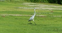 Ardea melanocephala