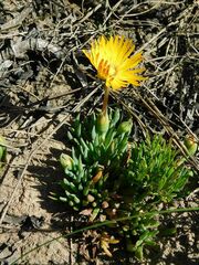 Lampranthus explanatus