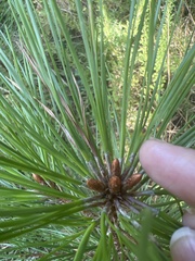 Pinus taeda