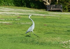 Ardea melanocephala