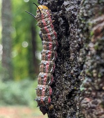 Anisota virginiensis