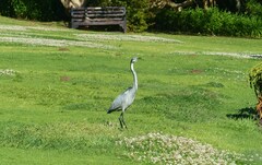 Ardea melanocephala