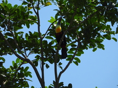 Ramphastos vitellinus vitellinus