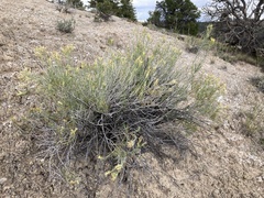 Ericameria parryi affinis