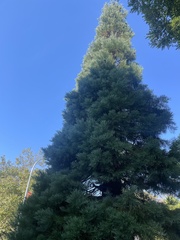 Sequoiadendron