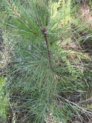 Pinus taeda