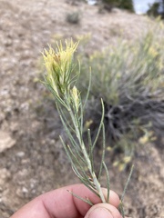 Ericameria parryi affinis