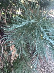 Sequoiadendron